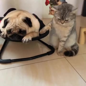 Funny Animals 😂😂💯🔥__ Cat help the dog sleep 😴 coment and follow __ #funny #cat #dog #funnyanimals