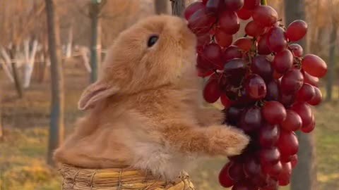 The little rabbit can even pick and eat grapes by itself.