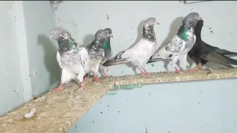 Mix pigeon for sale