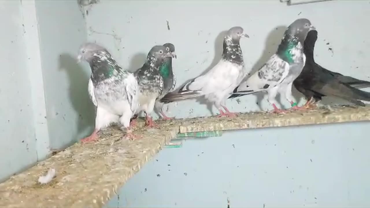 Mix pigeon for sale