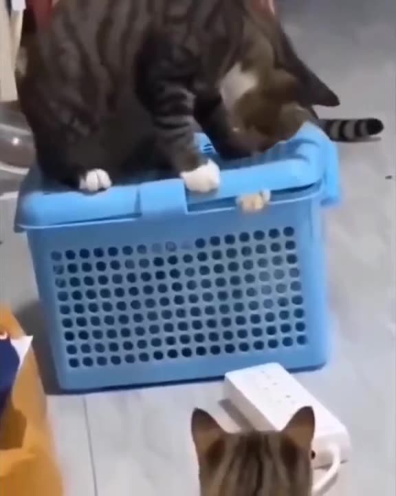 "Quadrupet Comedy: Hilarious Hijinks and Shenanigans with a Goat, Dogs, Monkey, and Cat!"