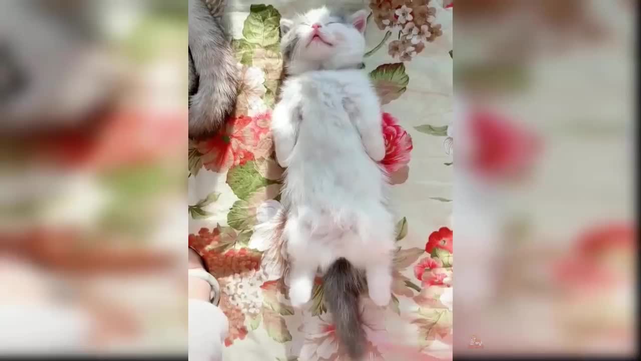 Collection of beautiful and funny cats