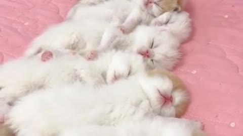 OMG So Cute Cats