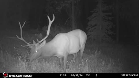 (#14) My 2024 Trail Camera Season approaching end.