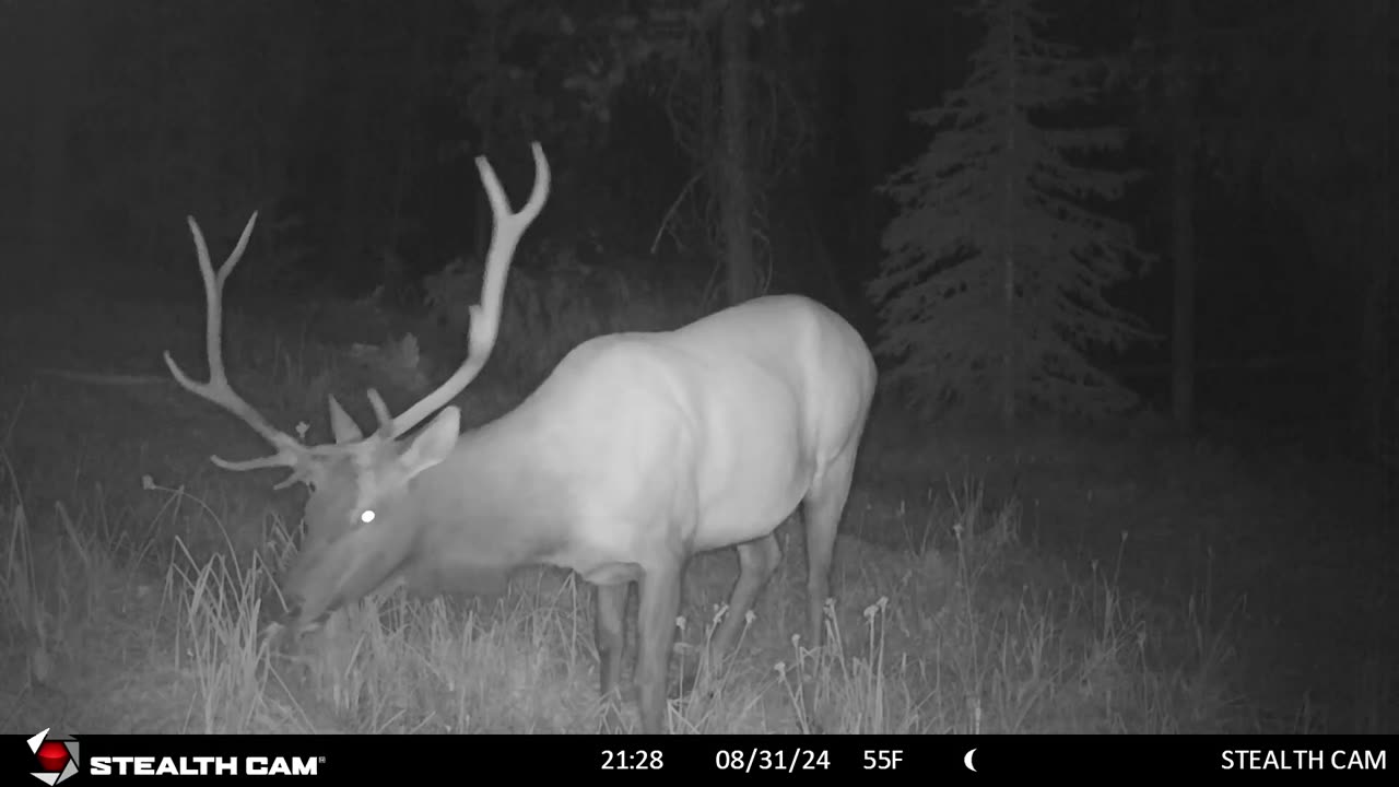 (#14) My 2024 Trail Camera Season approaching end.