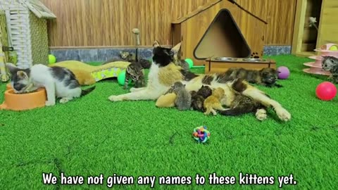 Try to save life of newborn abandoned kittens