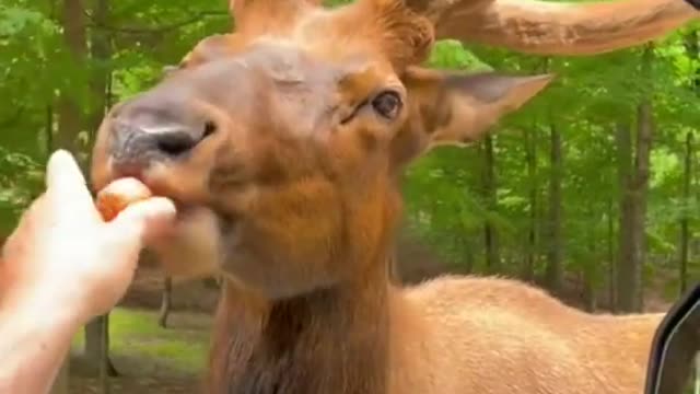 moose vs carrot !! funny video