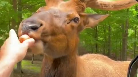 moose vs carrot !! funny video