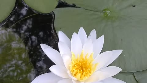 Water Lily