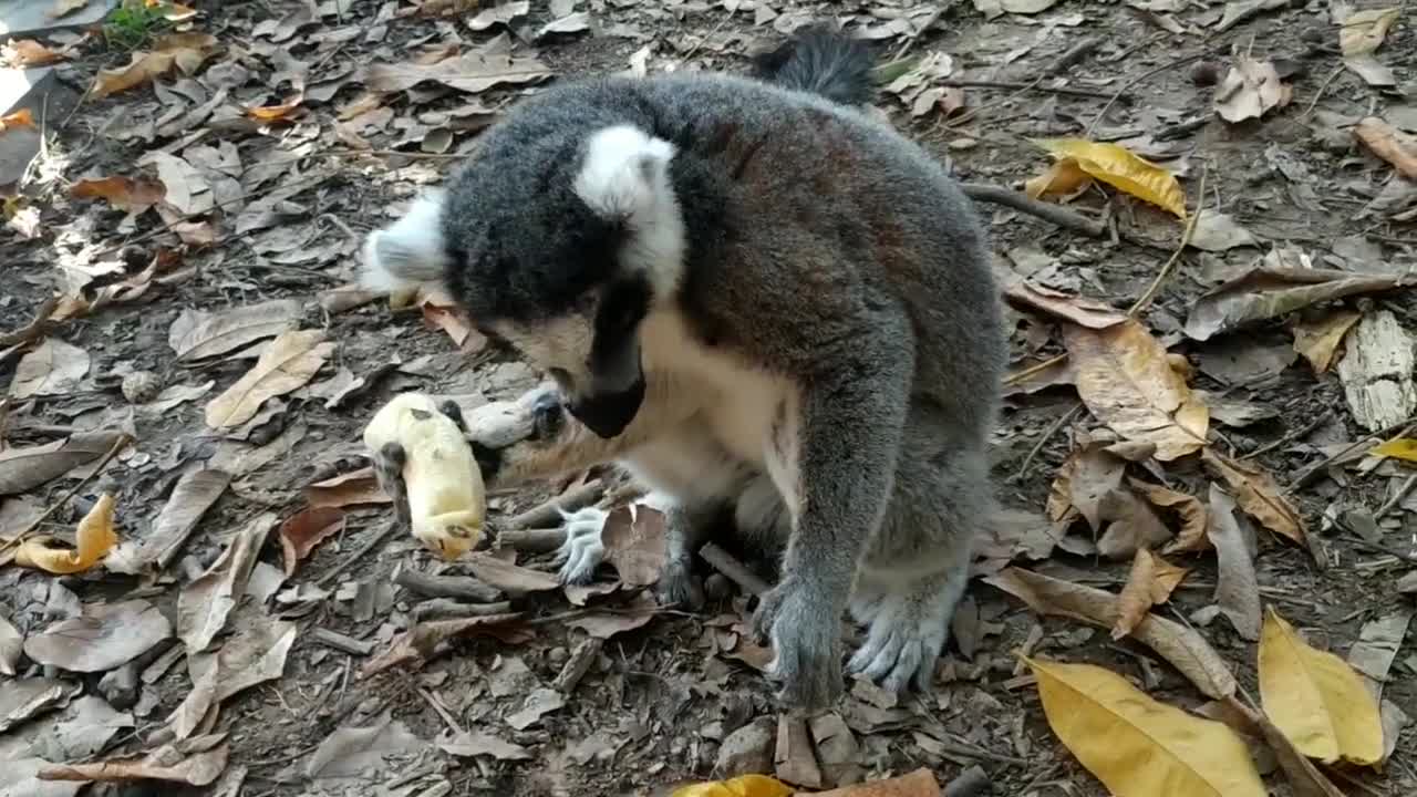 The cute monkey