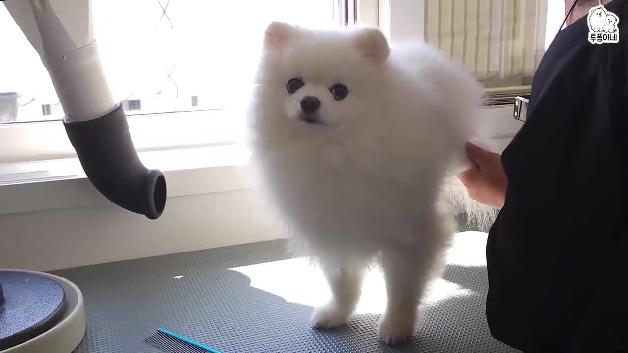 The reason why the owner cannot see the dog when it is grooming