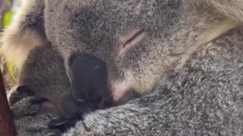 Koala and baby sharing some quality time