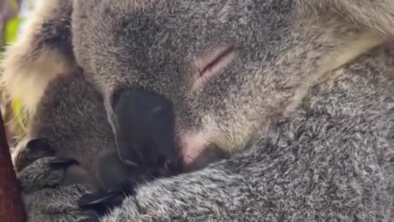 Koala and baby sharing some quality time