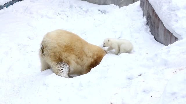 Polar Beer and small baby