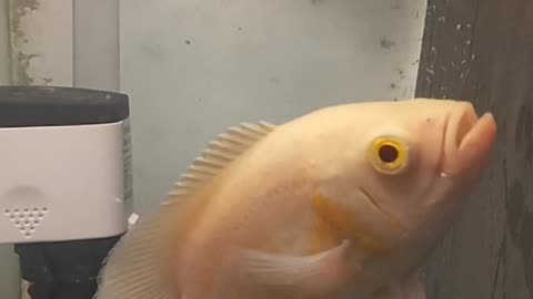 OSCAR Red Albino at Simple Tank