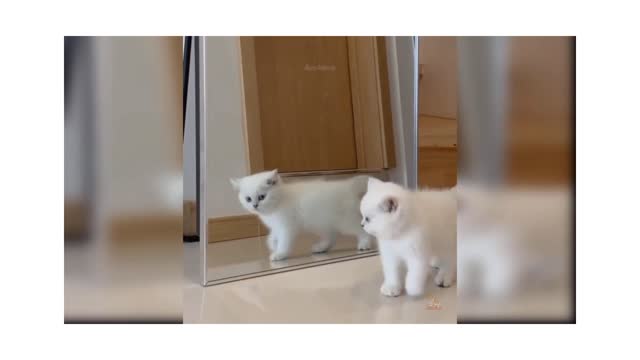 Baby cat and funny 🐈