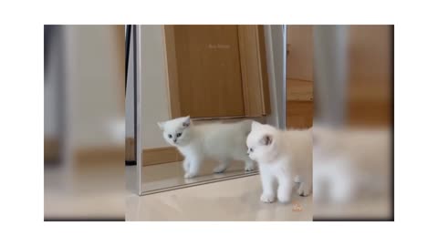 Baby cat and funny 🐈