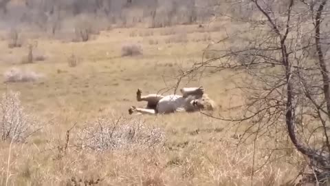 The worst day of the lion family. The most terrifying revenge of the lion family VS ferocious python