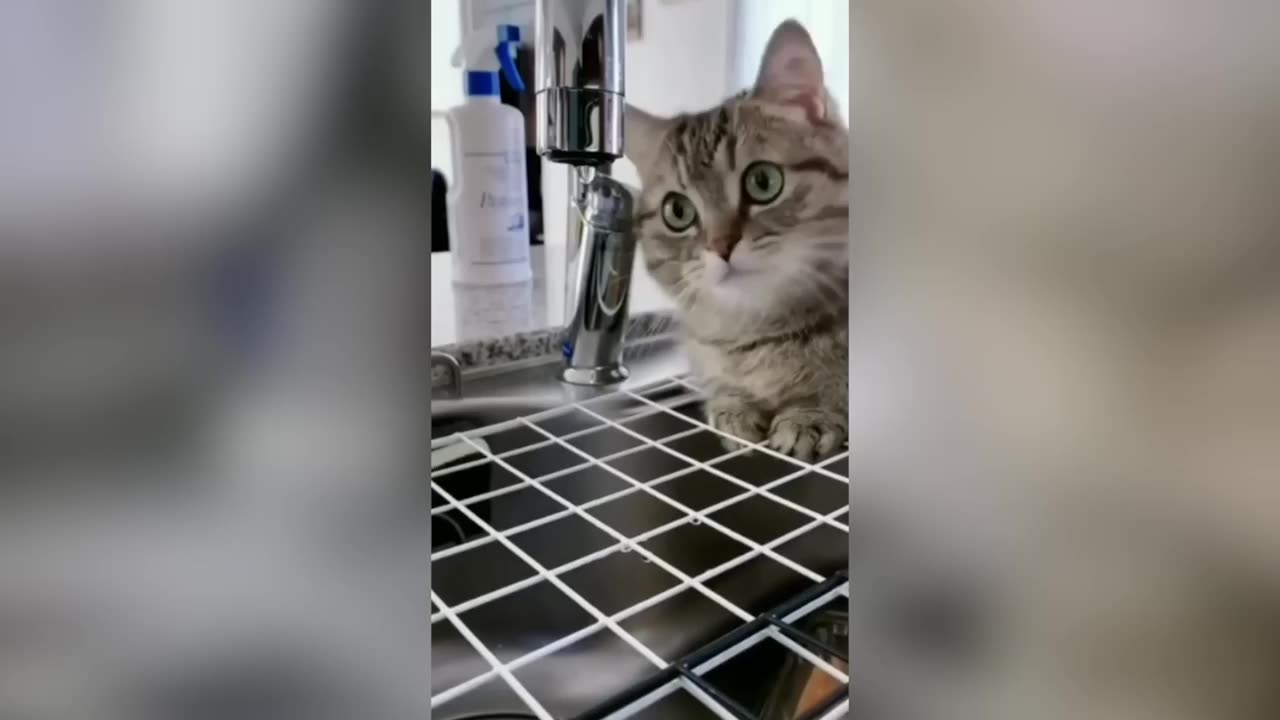 Funny dog and cats