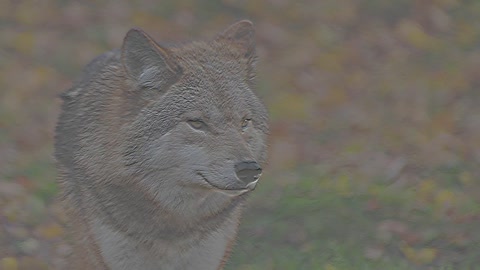 Wolf 2