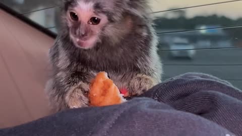 Baby Marmoset Eating Chick-Fil-A