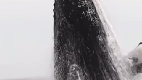 Spot his tiny eyes🤩