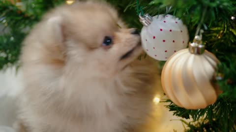 Shpitz puppy exploring decorations on the Christmas tree