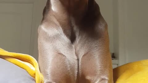 Rufus the Weimaraner says Hello