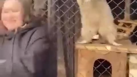 Smart Cute Funny Animals doing clever tricks