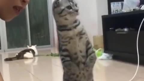 Funny Cats - Hilarious