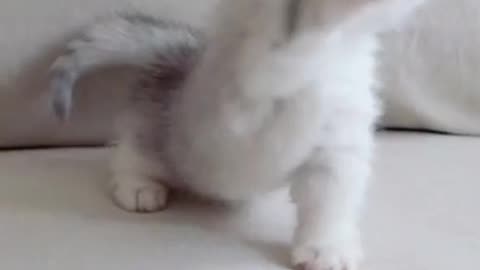 Cute Baby Cats Video Compilation