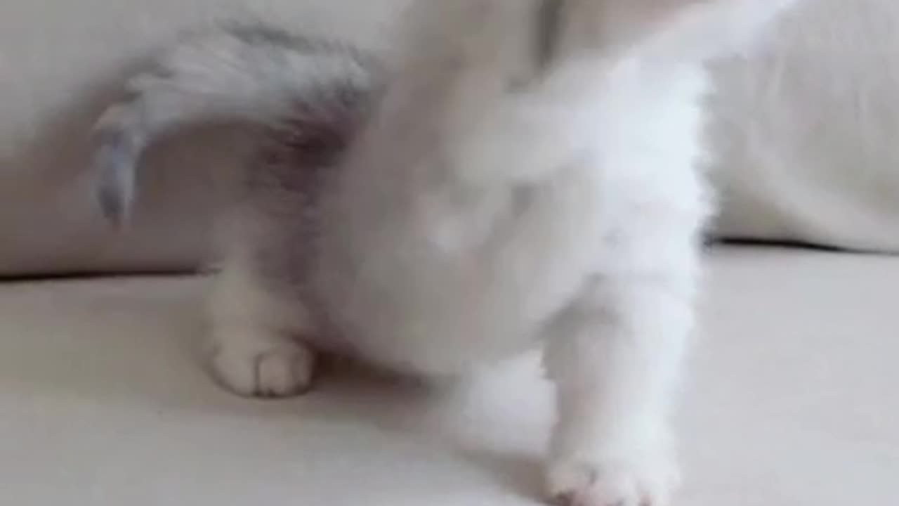 Cute Baby Cats Video Compilation