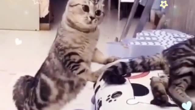Funny # Aauto Quicker Pet Tiantuan
