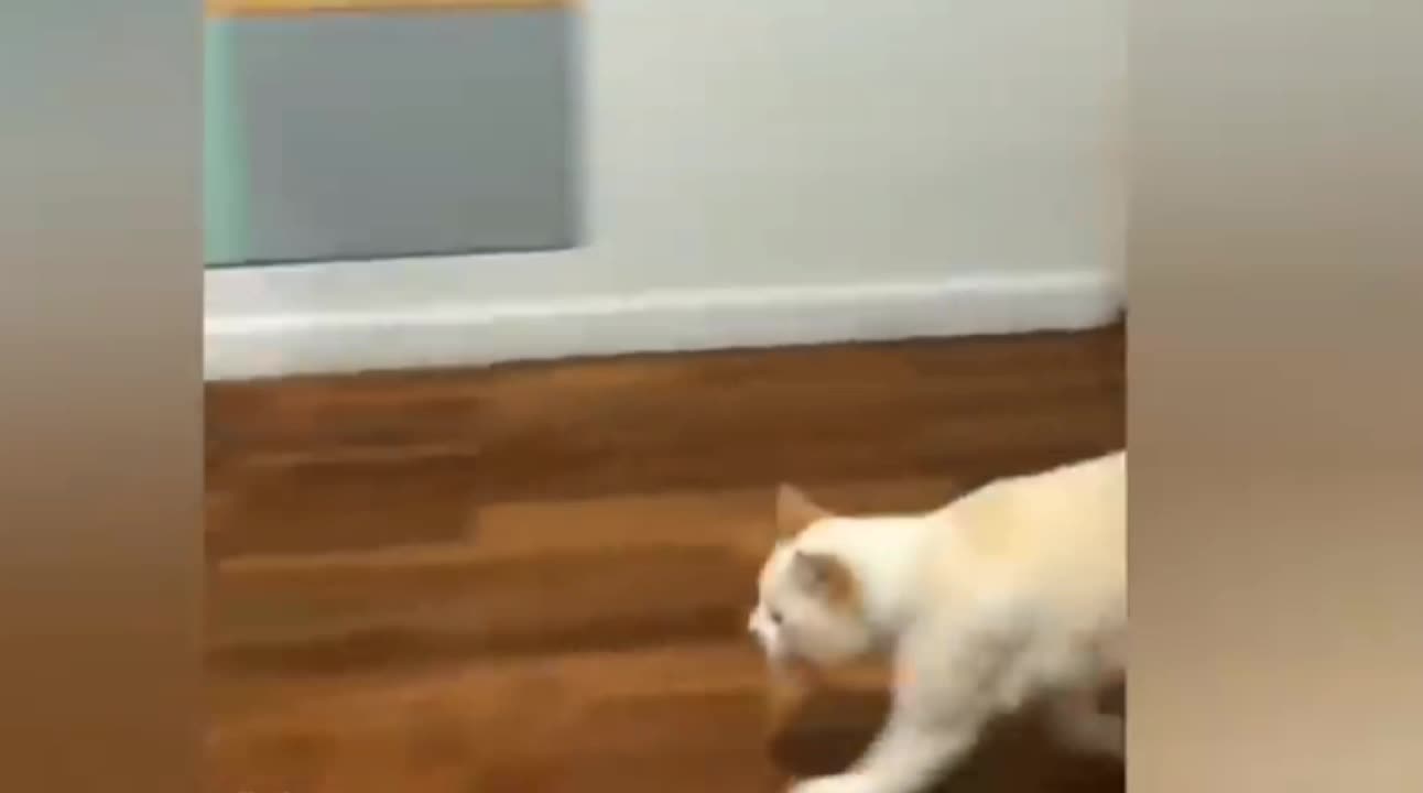 Kucing Lucu denhan majikan kucing Lucu Bikin KetaWa ngakak