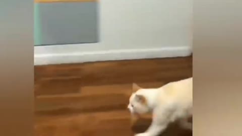 Kucing Lucu denhan majikan kucing Lucu Bikin KetaWa ngakak