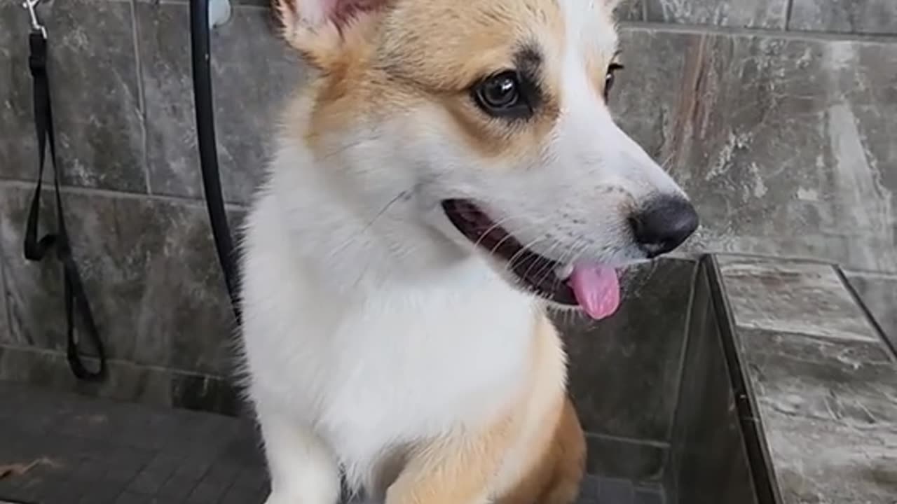 Giving my Corgi Puppy A Bath at Pet Supermarket for the 1st time! β€οΈπΆπ