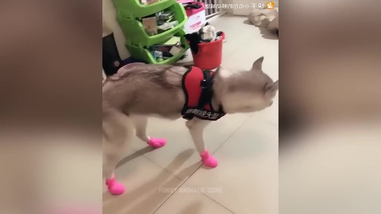 Funniest Animals 2023 😂 Funny Cats and Dogs 🐱🐶 _ Funny Animal Videos