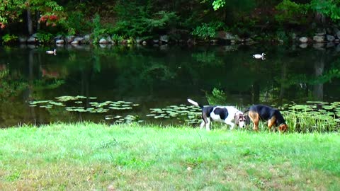 Ducks and Dogs