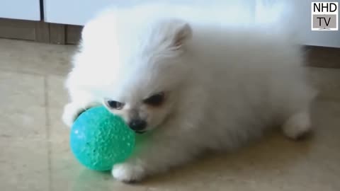 Dog Fan Of Tennis Balls Gets To Chase Them