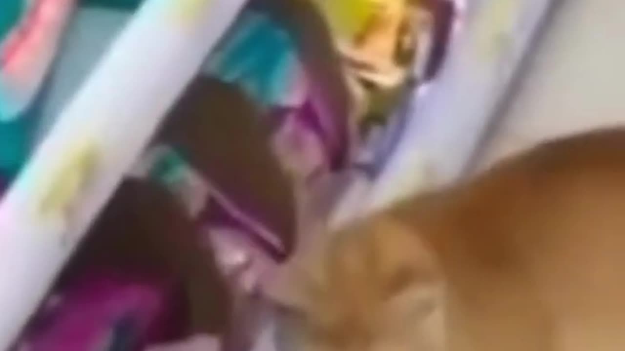 Hilarious Pet Videos That Will Make Your Day