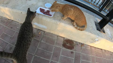 MICHAEL JACKSON & ED SHEERAN - Homeless cats in Ras Al Khaimah, UAE #cat #EdSheeran #MichaelJackson