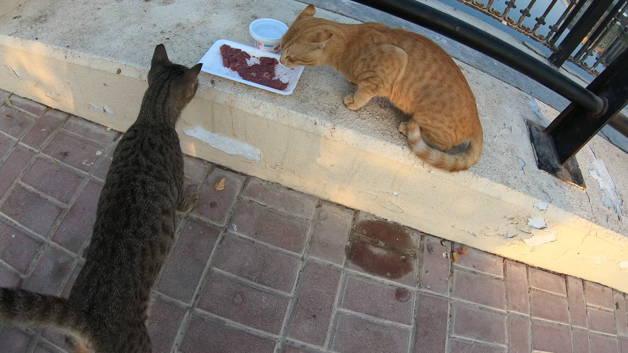 MICHAEL JACKSON & ED SHEERAN - Homeless cats in Ras Al Khaimah, UAE #cat #EdSheeran #MichaelJackson
