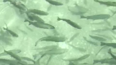 Fish Farm