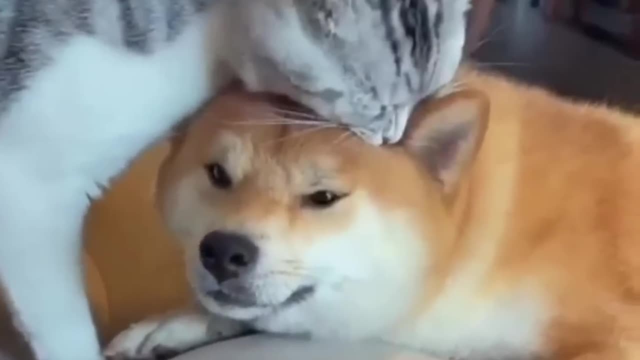 AMAZING FRIENDSHIP BETWEEN CAT AND DOG