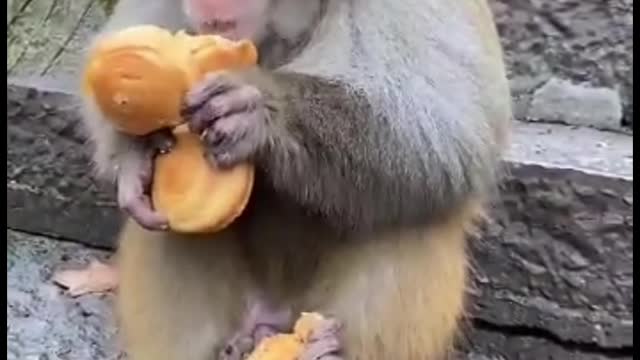 Funny monkey video