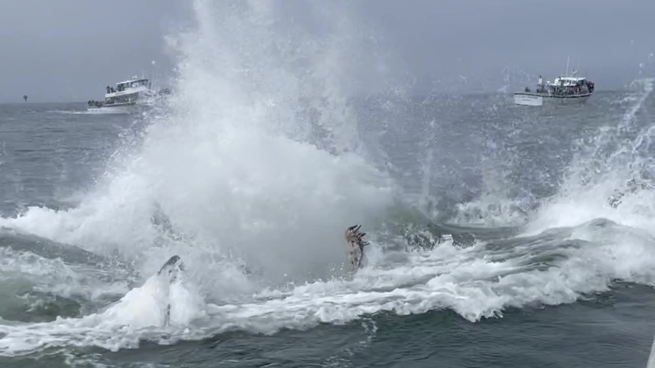 Young Humpback Whale Breaches Right Next to the Boat