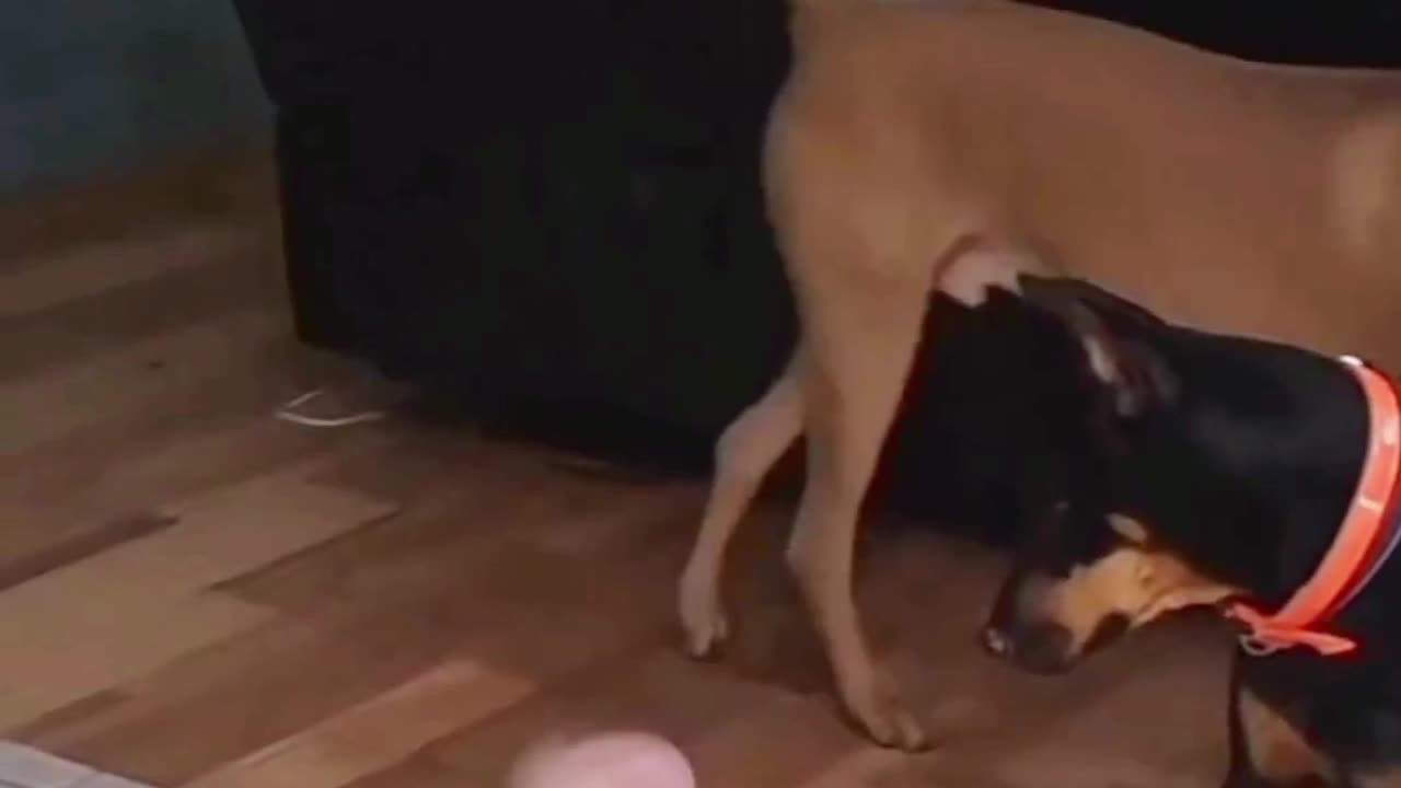 Dog and baby playing