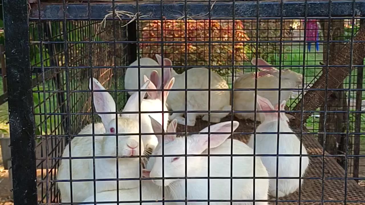 Rabbits playing with rabbits | TheBournjourney