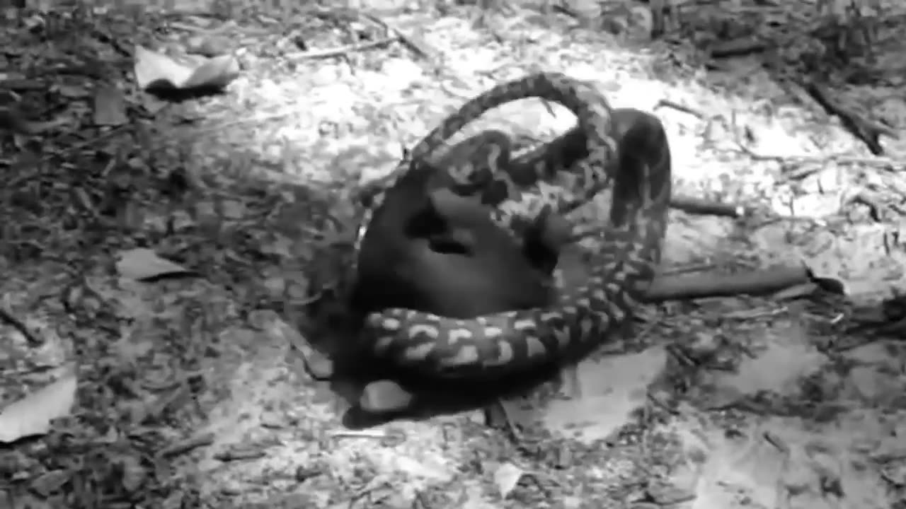 Leopard vs Big Python Snake Real Fight