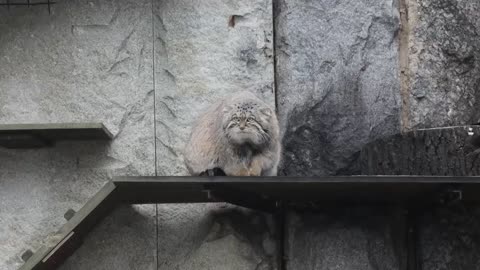 Fluffy and puffy Pallas’ cat roaming around